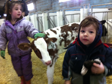 Lily Petting Cow