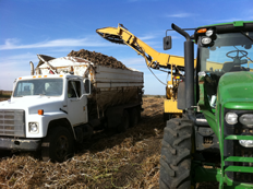 Potato Production